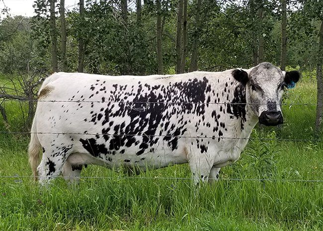 white cow