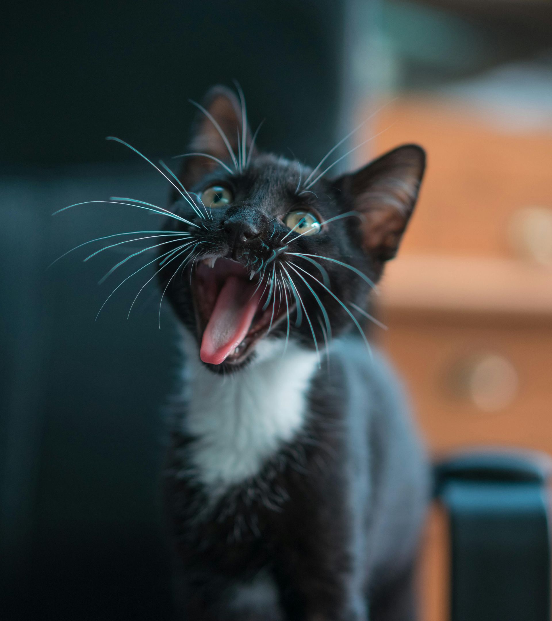 A black and white cat is yawning with its mouth open
