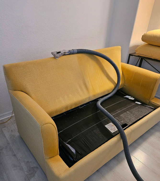 Yellow couch with cushion removed, revealing a black reptile in the seat and tail draped over the backrest