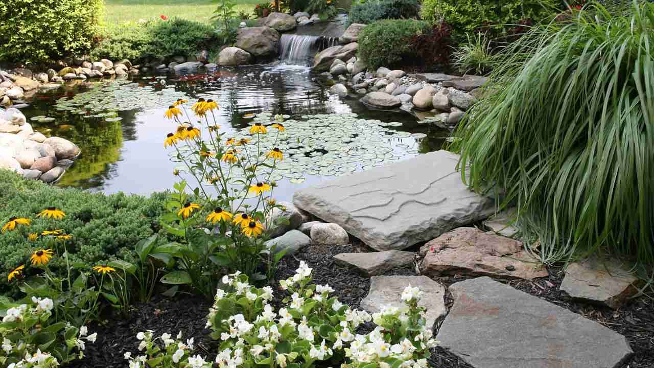 Backyard pond
