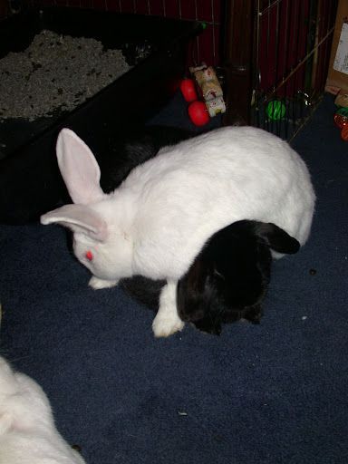 White rabbit sitting on a black rabbit on a blue carpet indoors
