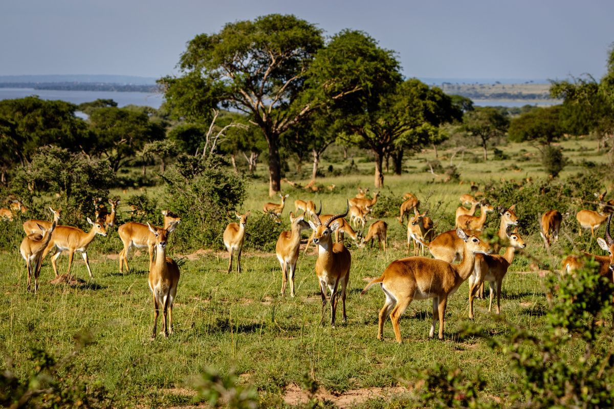 Herd of deer grazing in a green savanna with trees and hills in the background