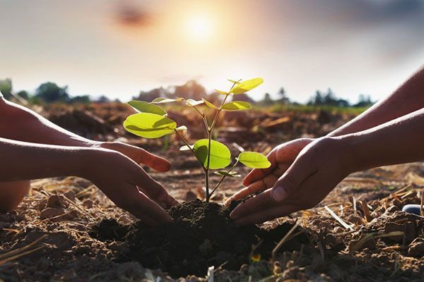Hands planting a small green sapling in soil against a sunset backdrop.