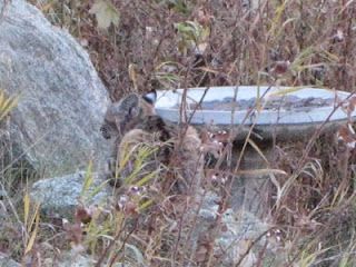 Rocky stream bank with a small bird near a shallow concrete basin among dry grass