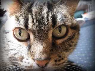 A close-up of a brown tabby cat with light green eyes looking directly at the camera.