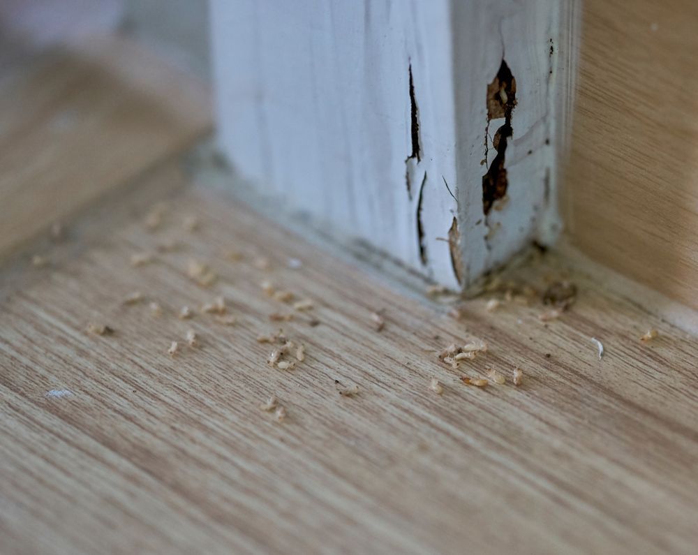 A close-up of a damaged white wooden door frame with wood debris and frass scattered on the floor beneath it.