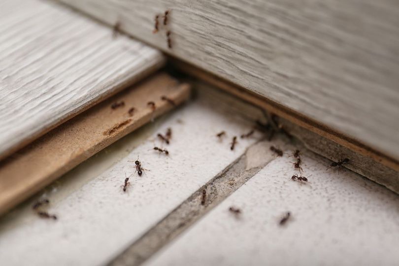 A line of ants crawling along the edge of floorboards onto a tiled floor.