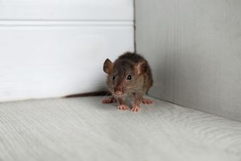 A small, brown rodent stands in the corner of a room on a light-colored wooden floor against white baseboards.