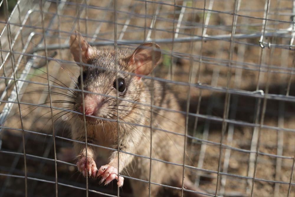 A small brown rodent with large ears looking through the wire mesh of a metal cage.