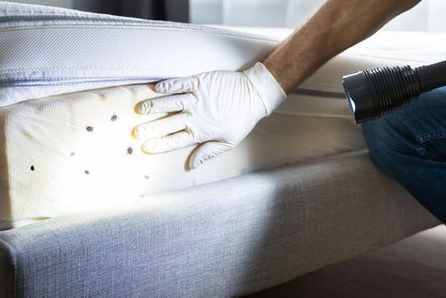A person in a white glove uses a flashlight to inspect the side of a white foam mattress.