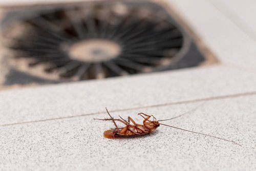 A dead cockroach lying on its back on a light-colored tiled floor near a dark circular drain.
