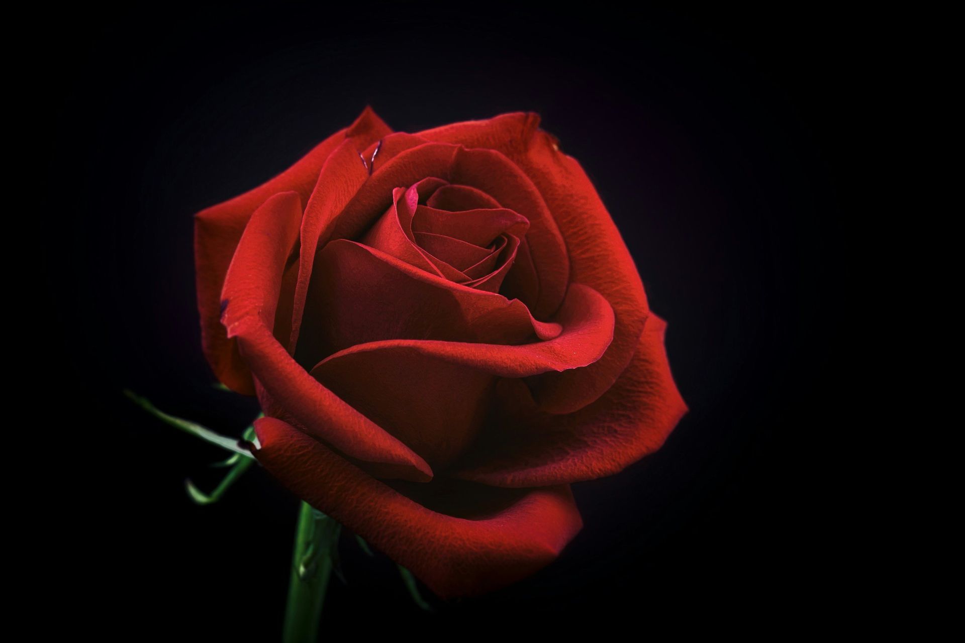 A close up of a red rose on a black background.