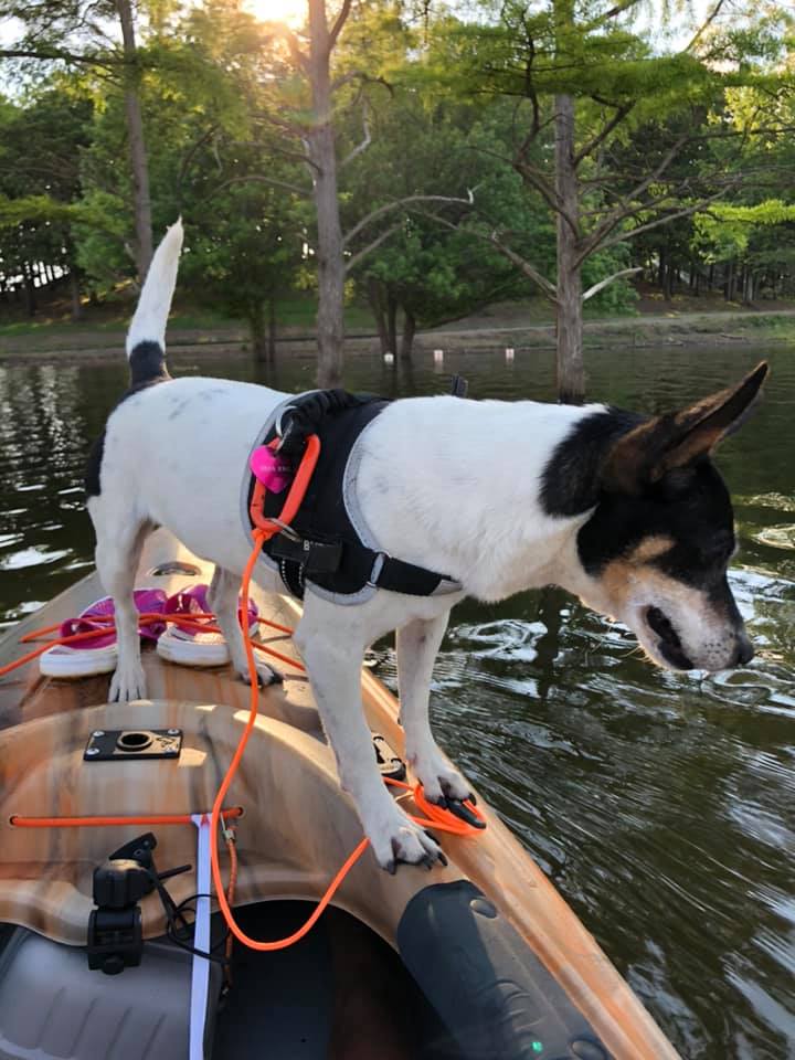 Dog In The Boat — Fayetteville, NC — Picture Perfect Lawn Service LLC