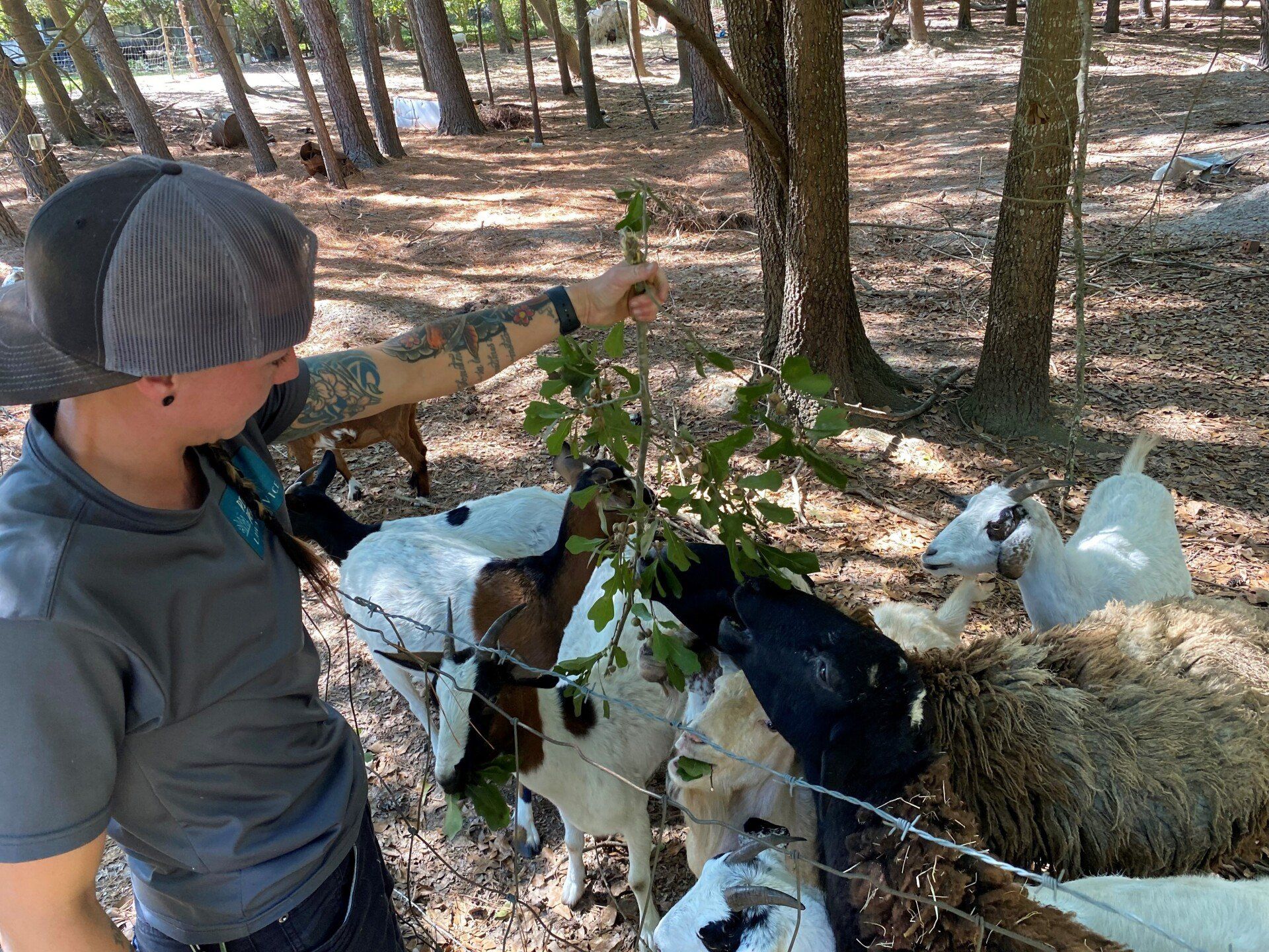 Feeding The Goat — Fayetteville, NC — Picture Perfect Lawn Service LLC