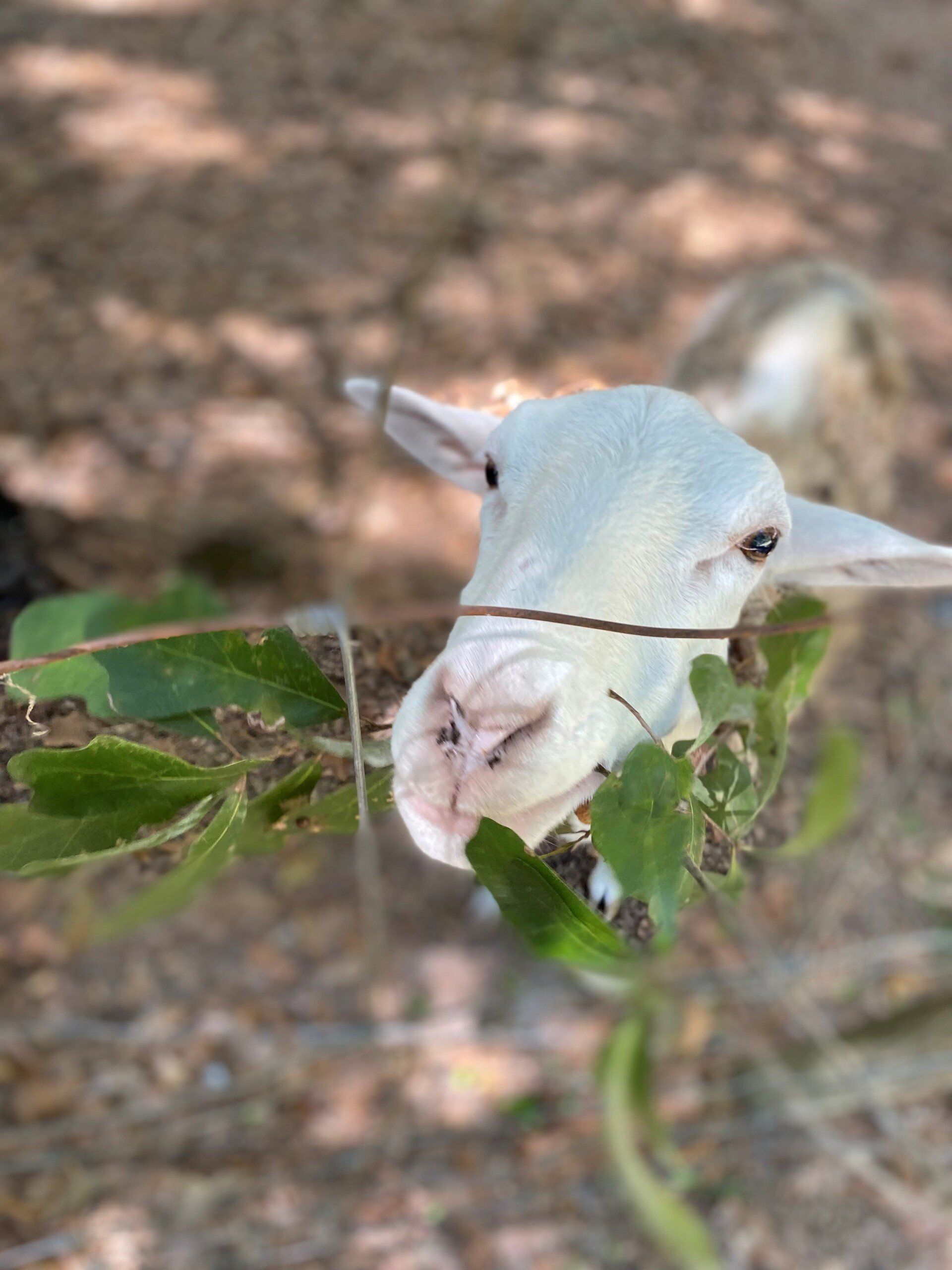 White Goat — Fayetteville, NC — Picture Perfect Lawn Service LLC