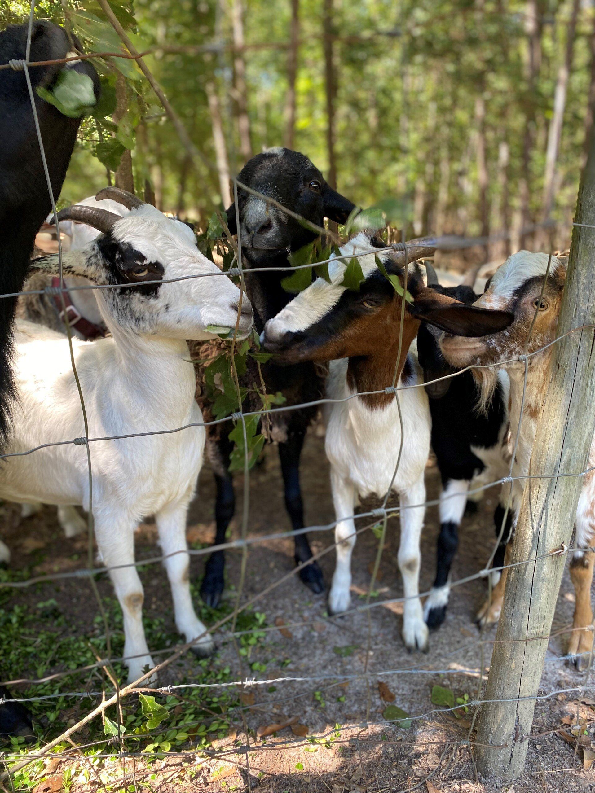 Goat Eating — Fayetteville, NC — Picture Perfect Lawn Service LLC