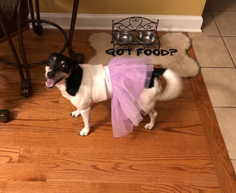 Dog Wearing A Dress — Fayetteville, NC — Picture Perfect Lawn Service LLC