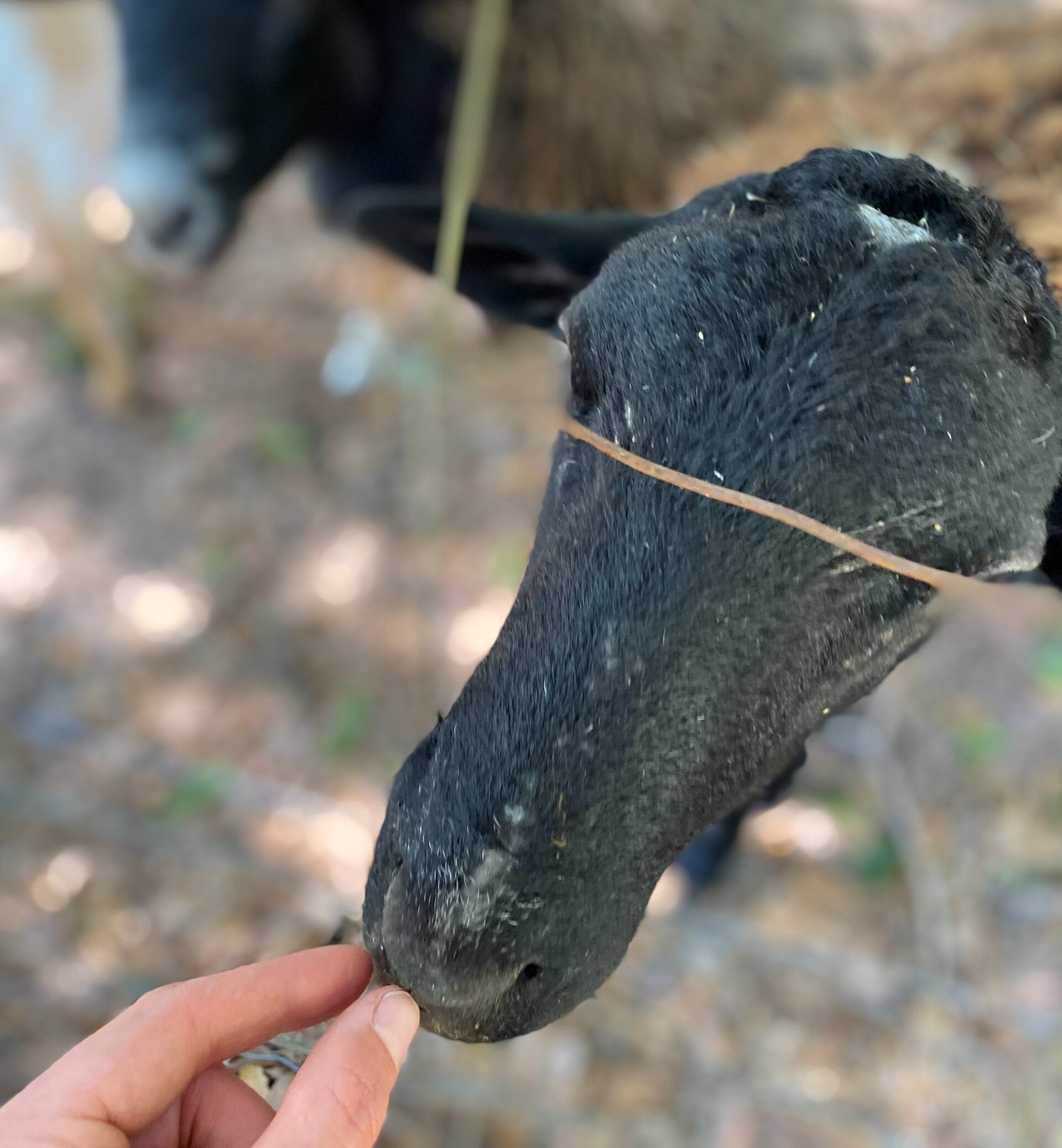 Close Up View Of The Goat — Fayetteville, NC — Picture Perfect Lawn Service LLC