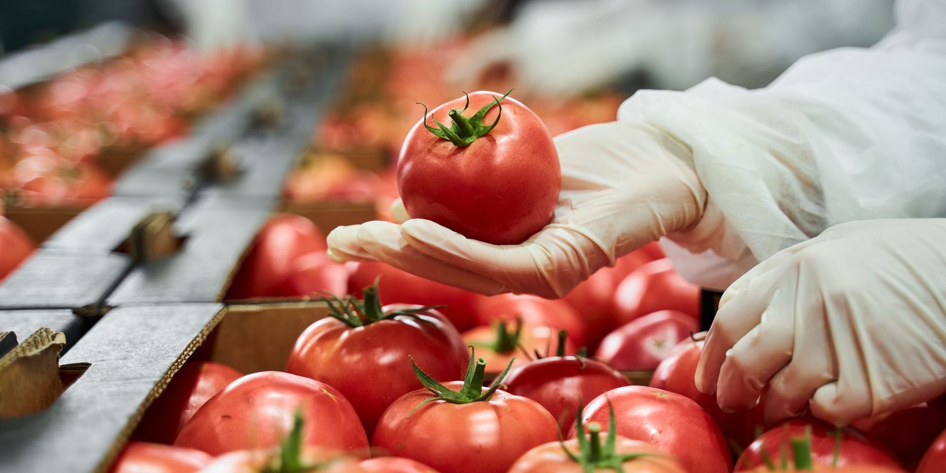 A person wearing gloves is holding a tomato in their hand.