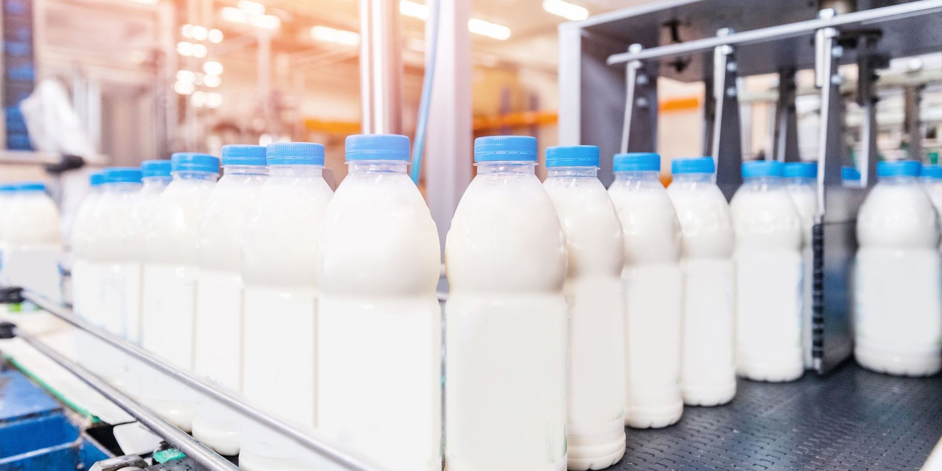 A conveyor belt filled with bottles of milk in a factory.