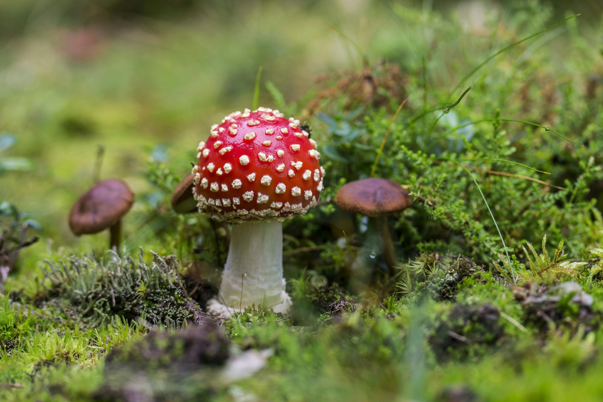 Red and white toadstool