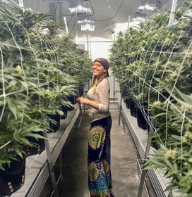 Grower tending to flowering cannabis plants in an indoor grow room with LED lights and trellis netting for support.