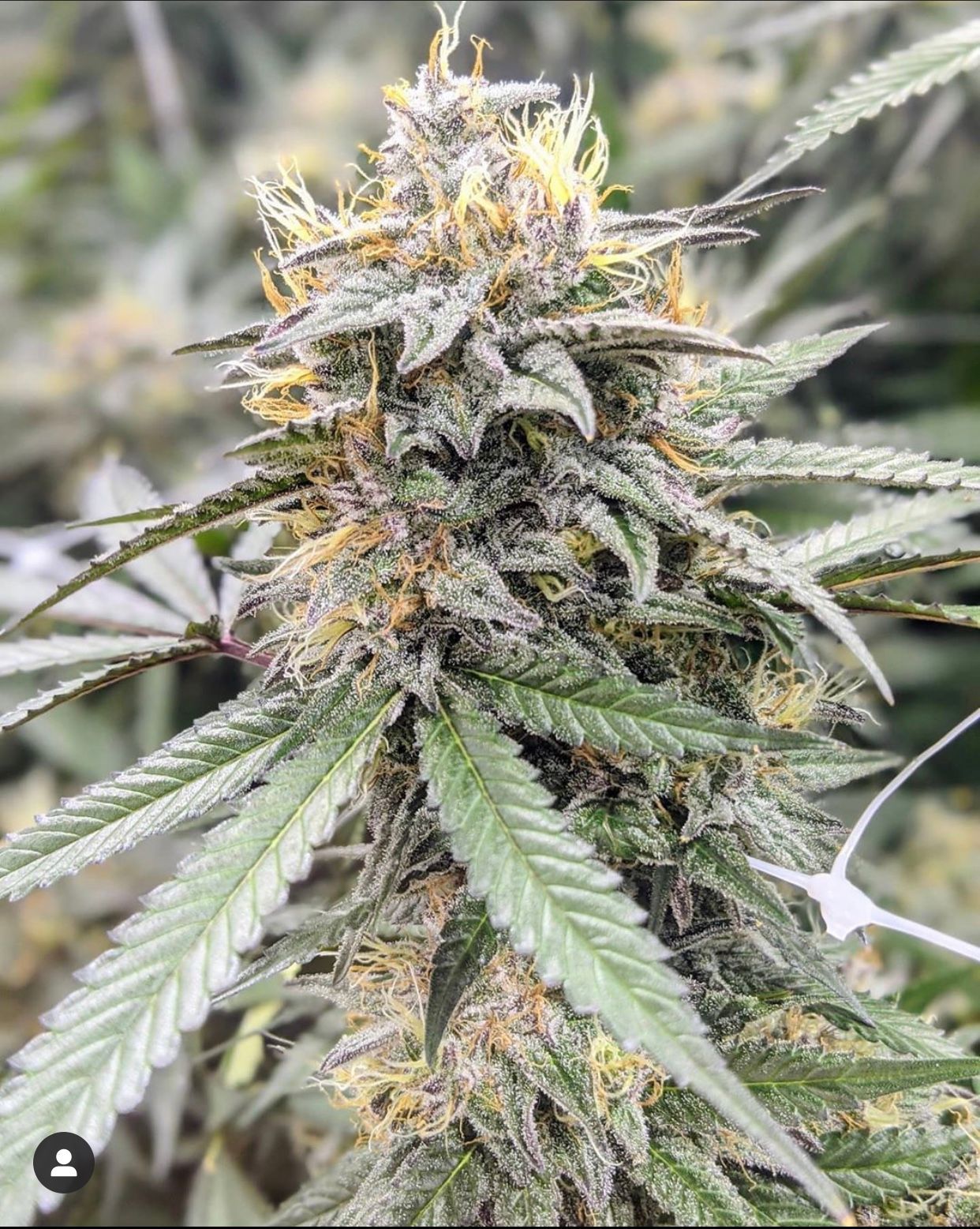 Close-up of an Indica cannabis plant in an indoor grow, mature with cloudy trichomes, indicating it's ready for harvest.