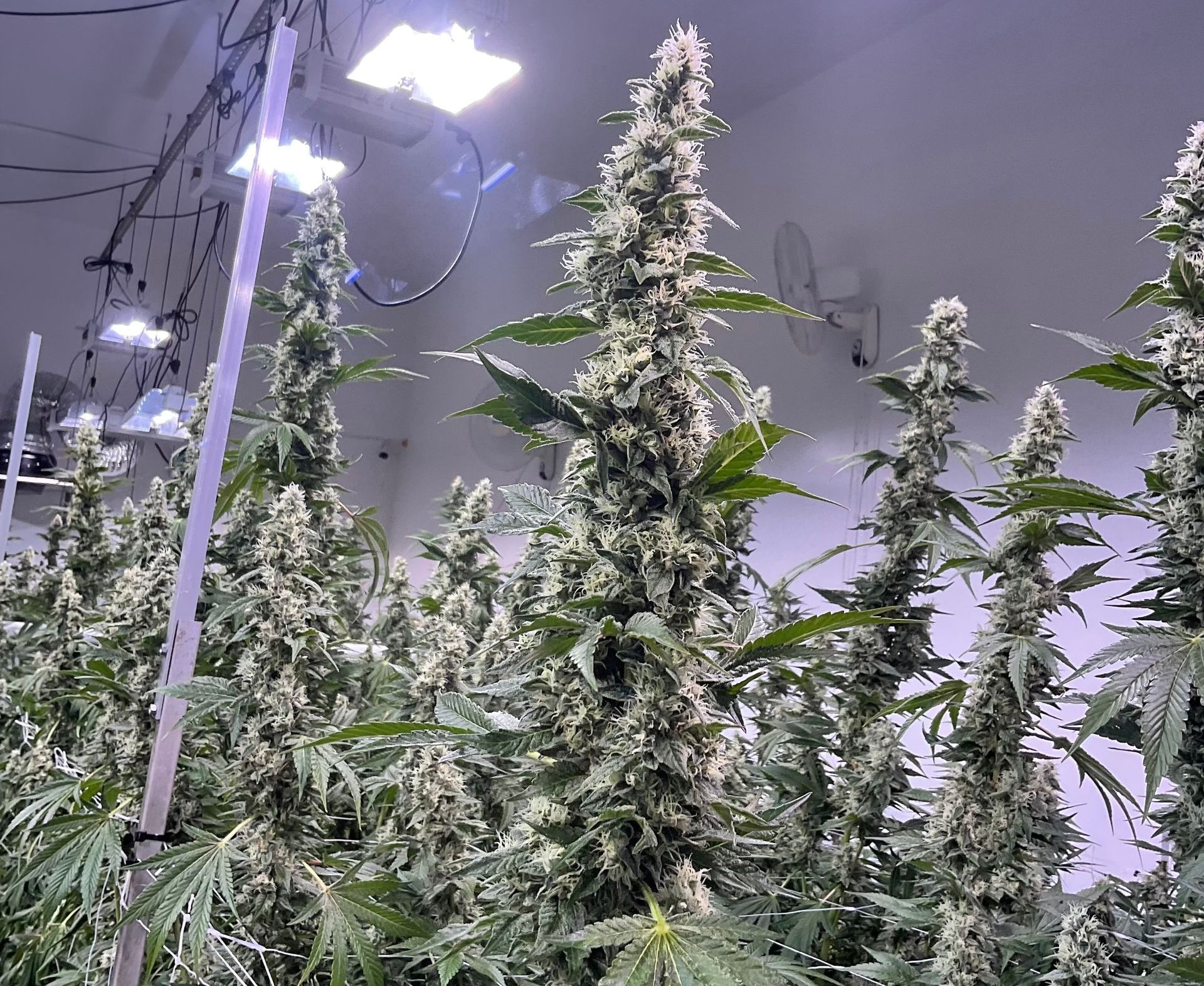 Indoor cannabis cultivation with tall, lush cannabis plants under grow lights at Terra Vita Holdings. This image showcases advanced indoor growing techniques, high-quality cannabis production, and optimal lighting setups essential for maximizing yield and potency in commercial cannabis operations