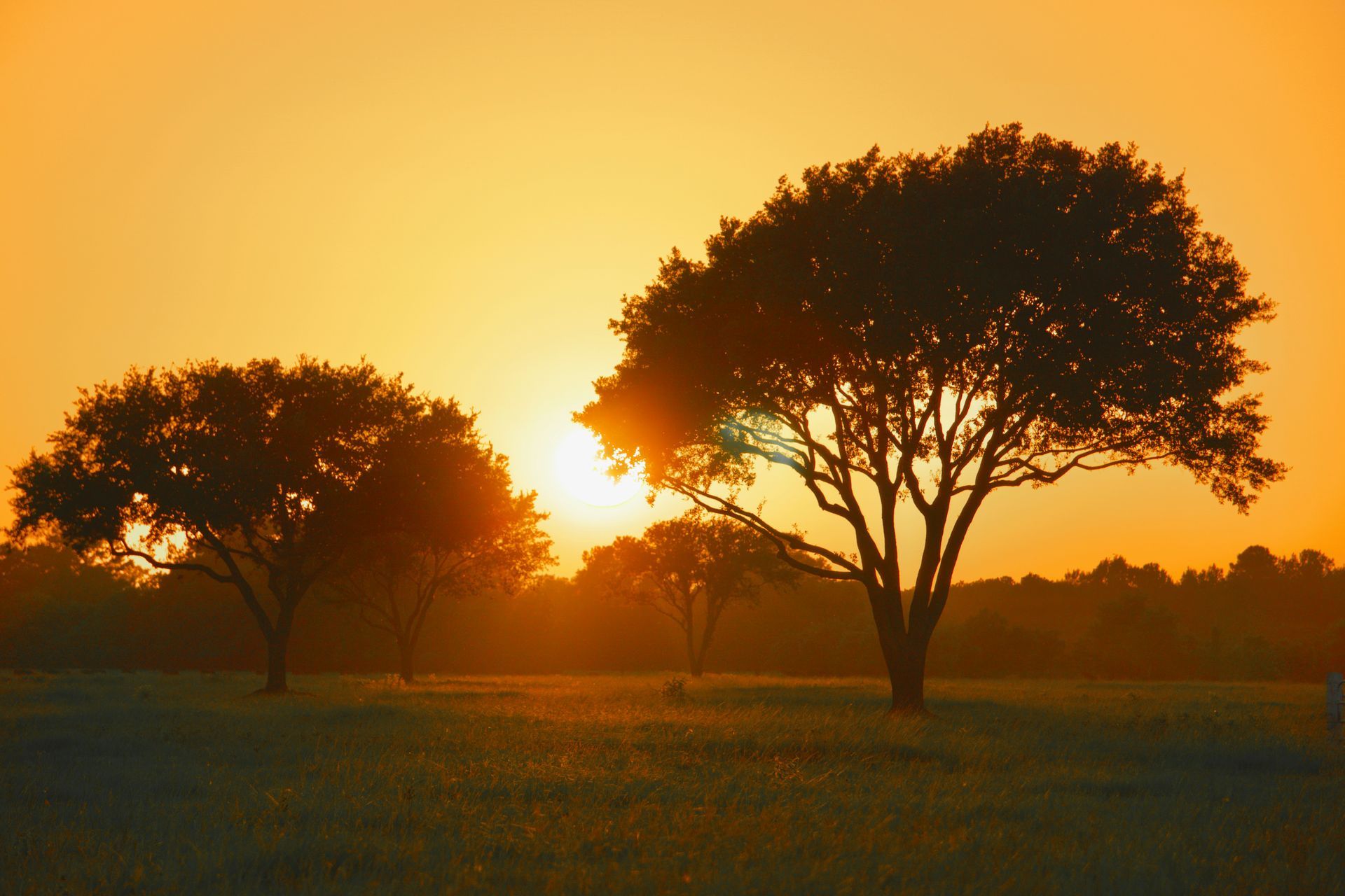 Golden sunrise silhouettes trees in a field; orange sky.
