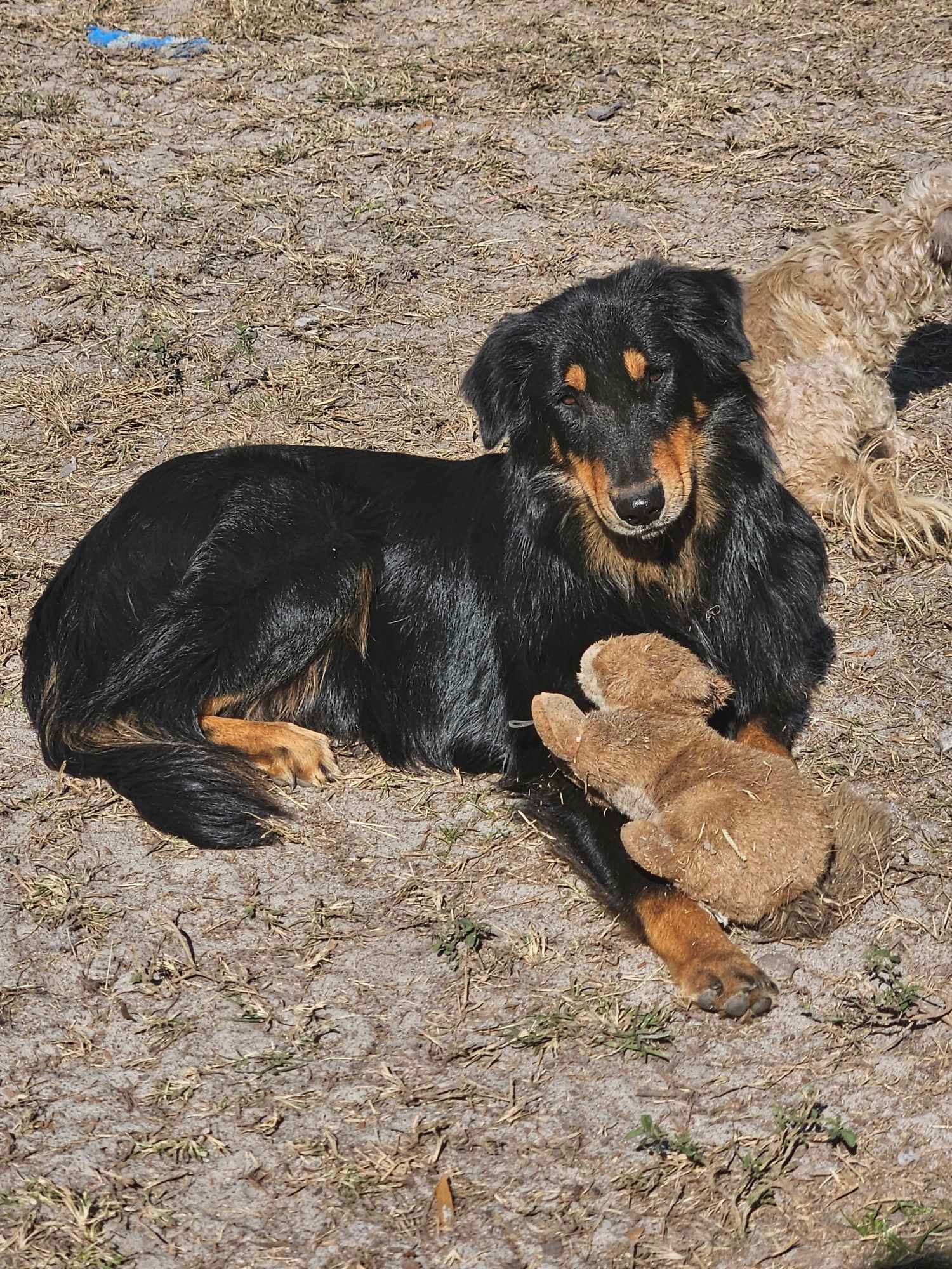 A black and brown dog laying on the ground holding a stuffed animal