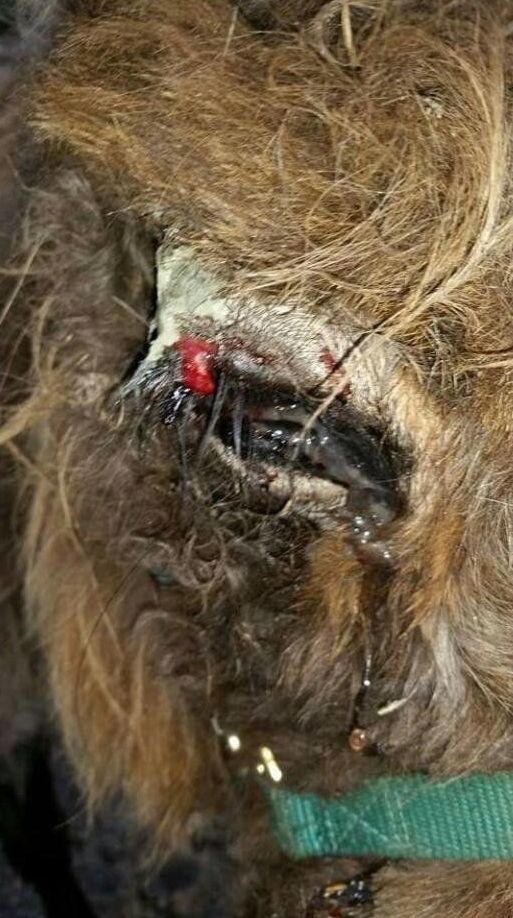 a painful injury to a horse