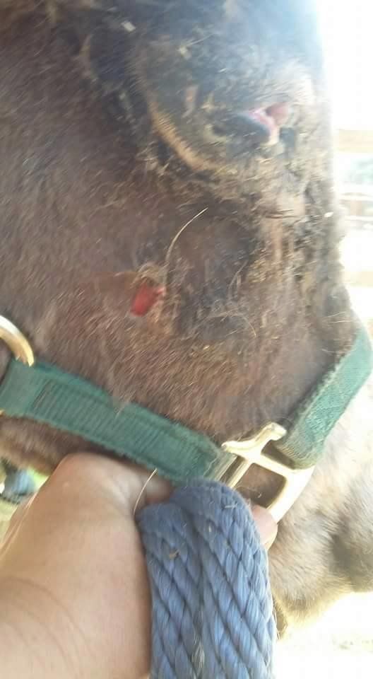 A close up of a person holding a horse 's  injured neck