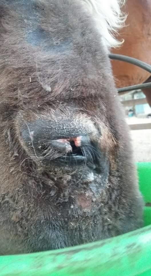 A close up of a donkey's infected eye and a green bucket.