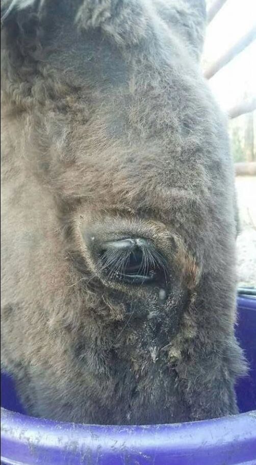 A close up of a donkey 's eye healed after treatment.