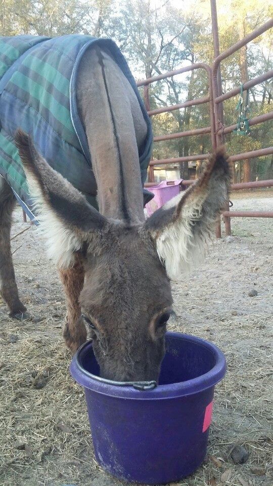 A rescue donkey is drinking water from a purple bucket.