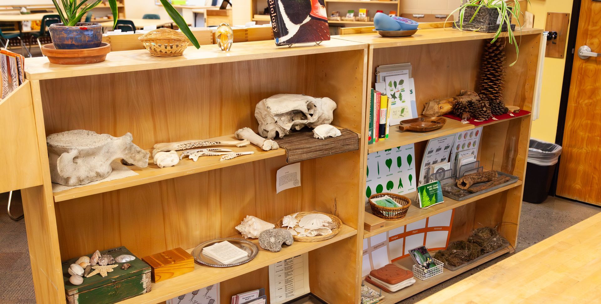 Wooden shelf with Montessori classroom materials in an Upper Elementary classroom.