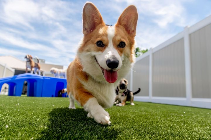 Doggie Daycare