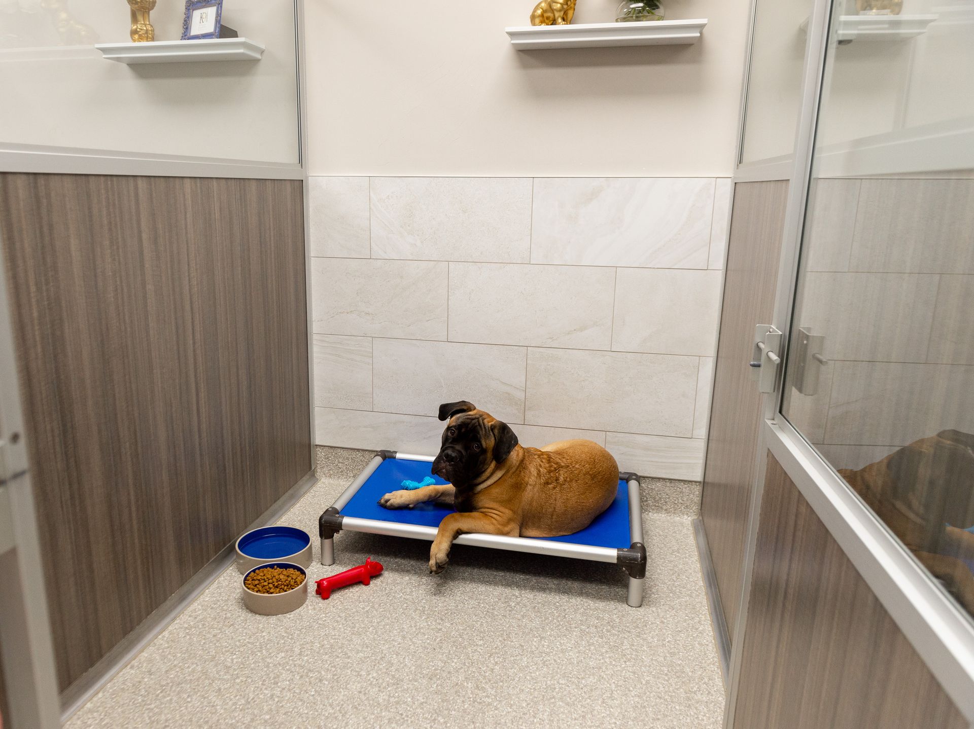 A dog is laying on a blue bed in a kennel.
