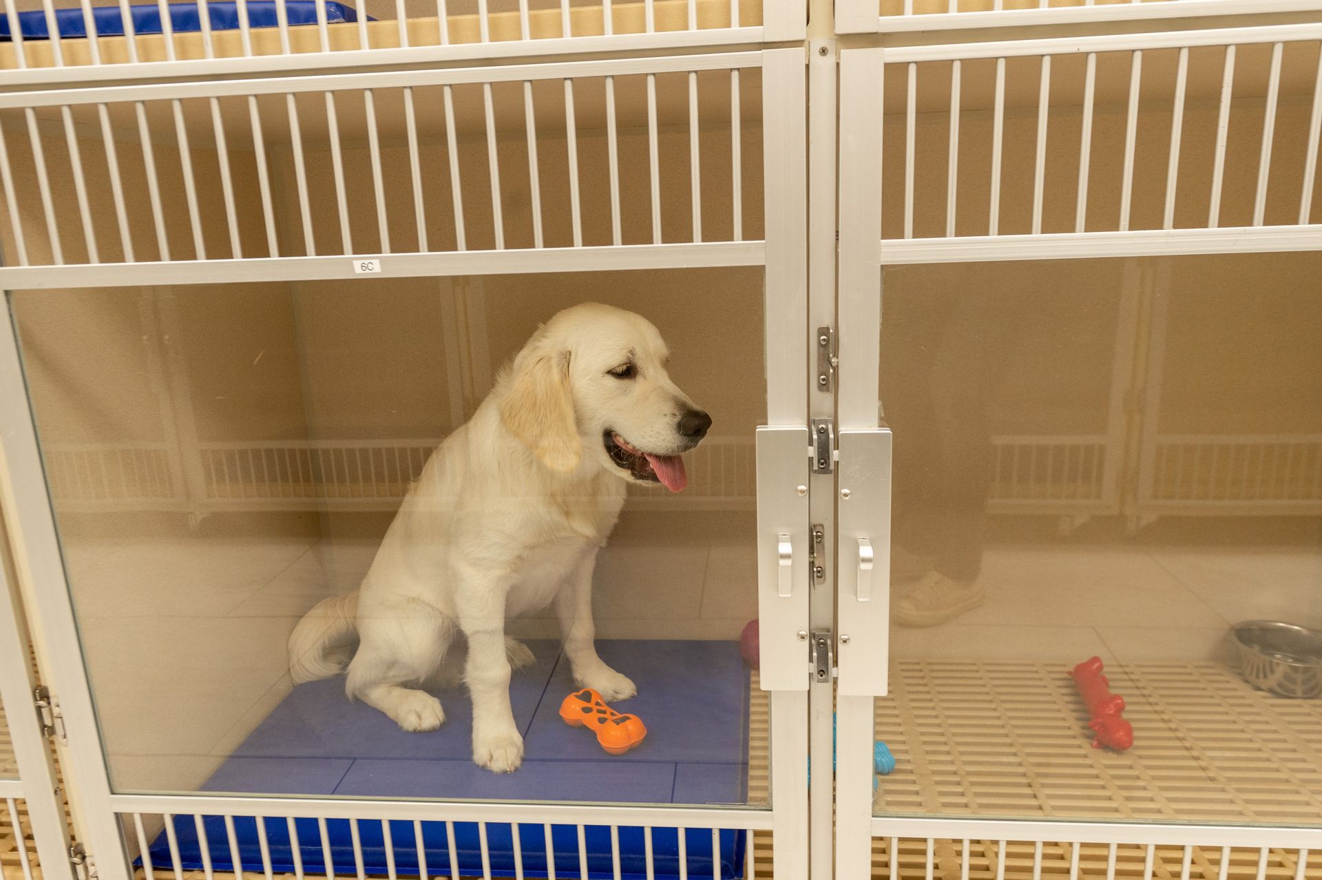 A puppy is sitting in a cage with a toy.