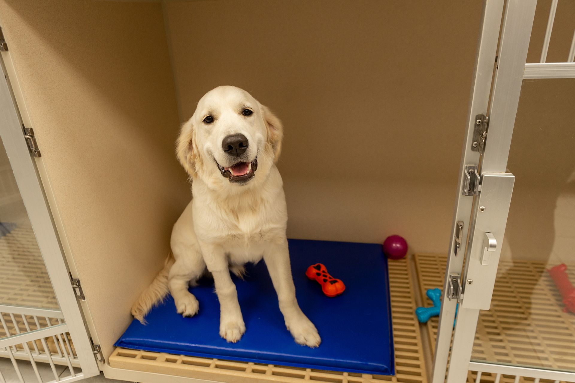 A dog is sitting on a blue mat in a cage.