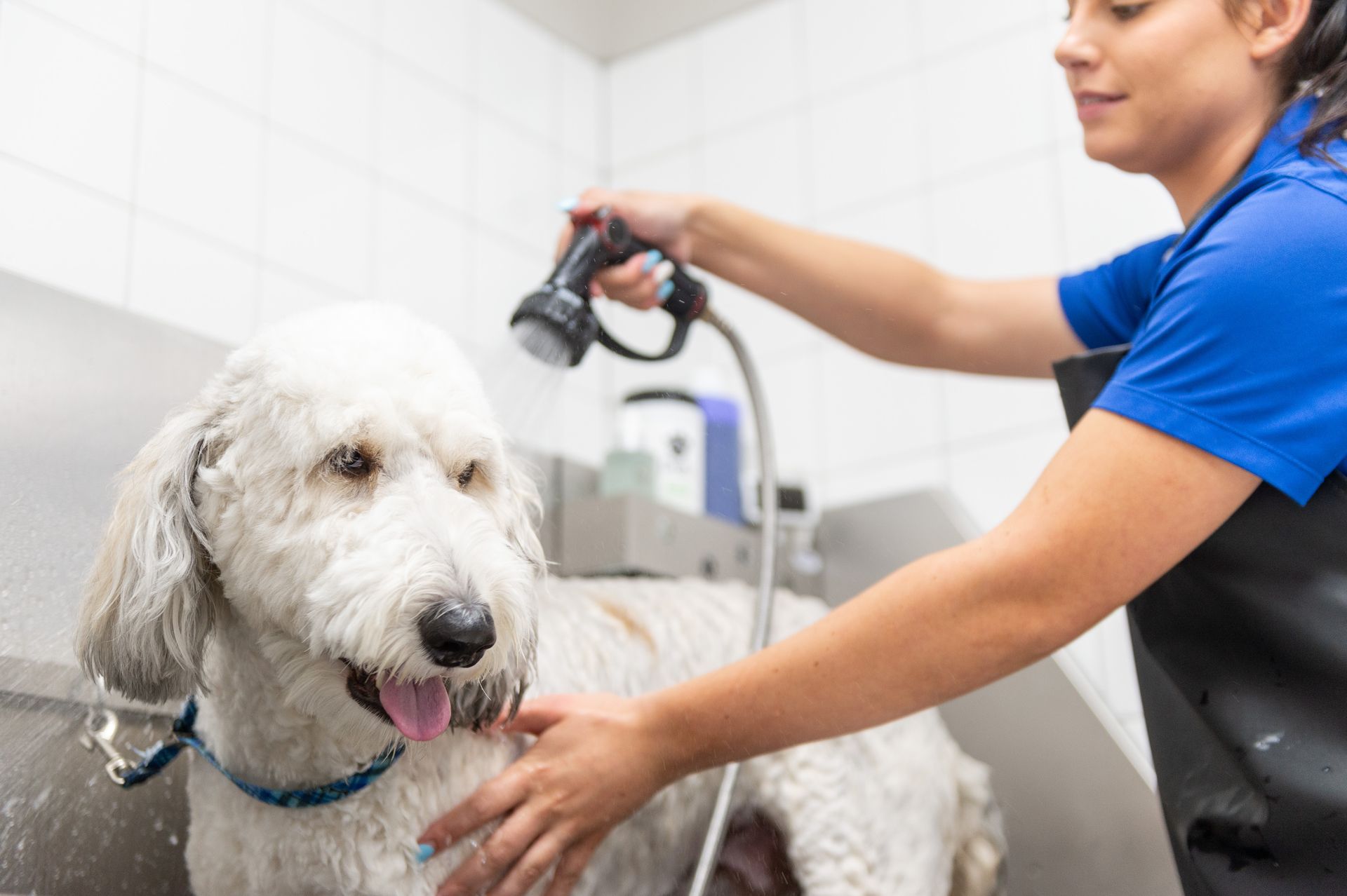 A woman is washing a white dog with a hose.