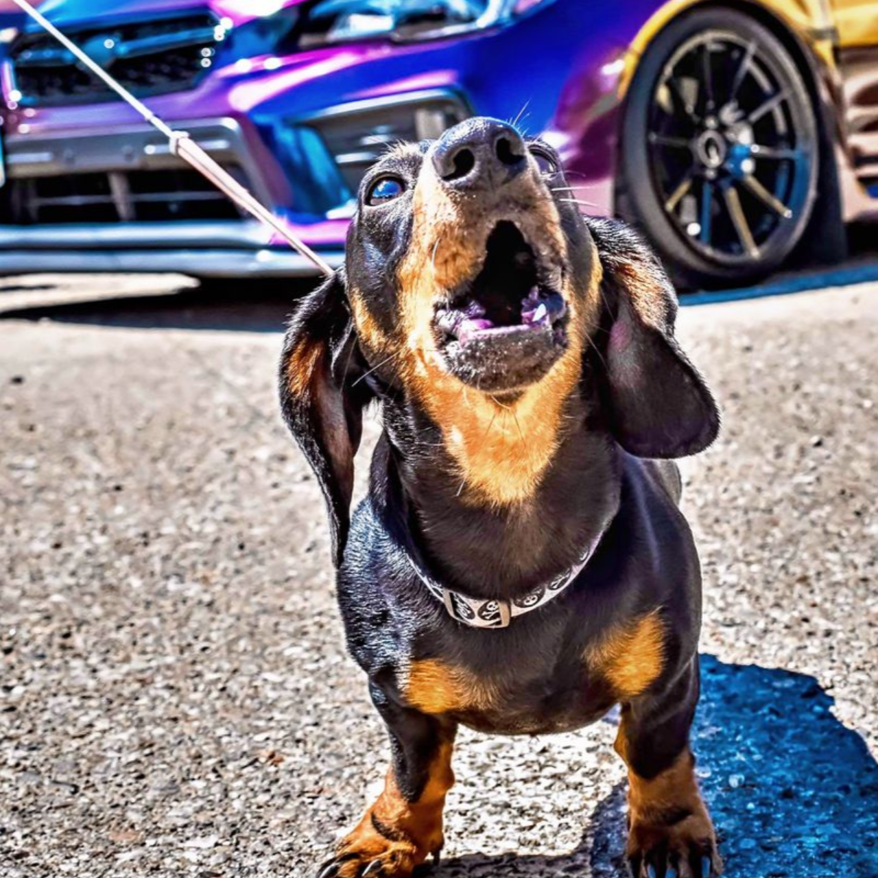 Black and tan dachshund barking, leash in mouth, in front of a colorful car.