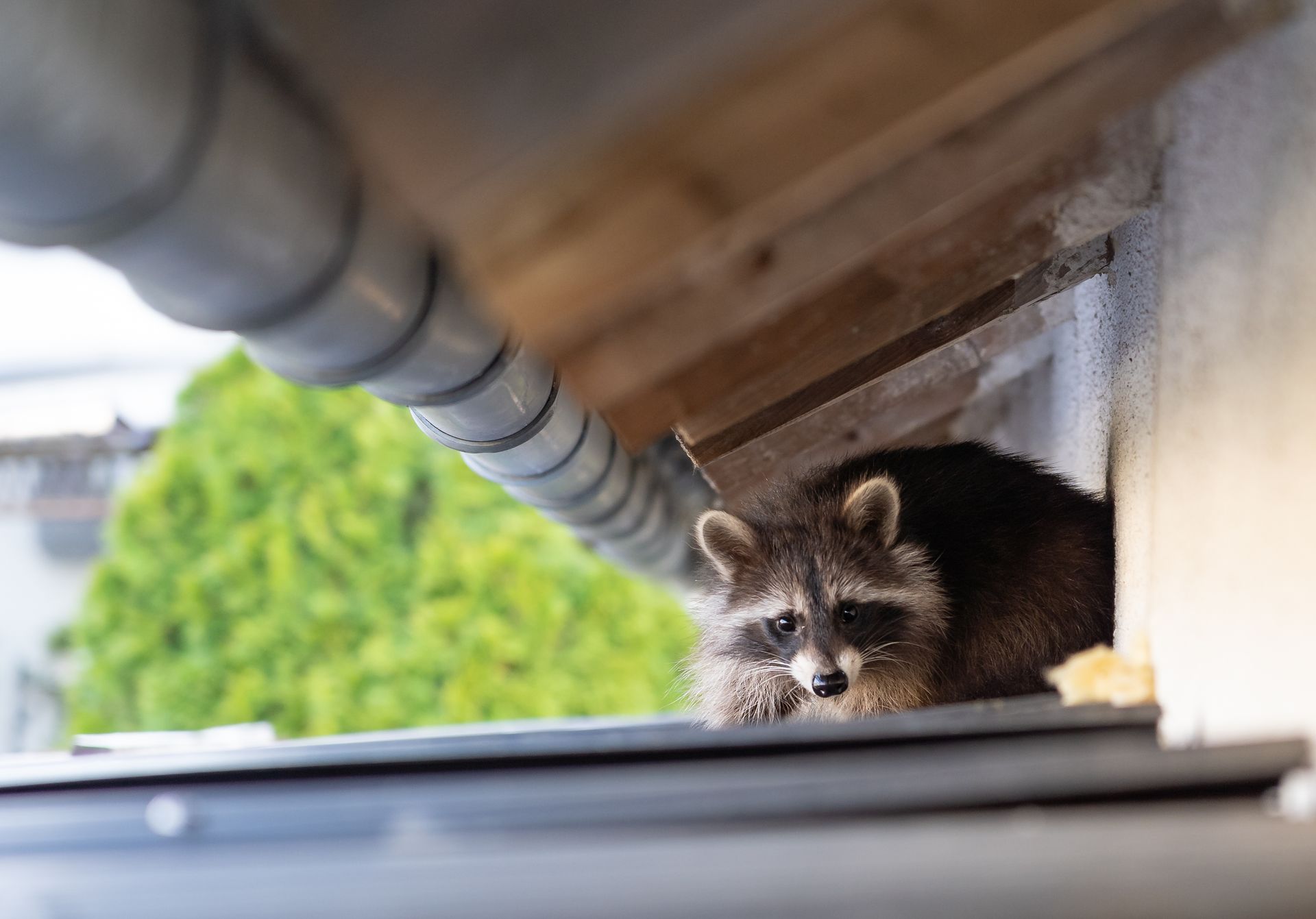 Raccoon peeking out from under a roof, next to a gutter. Green foliage in the background.