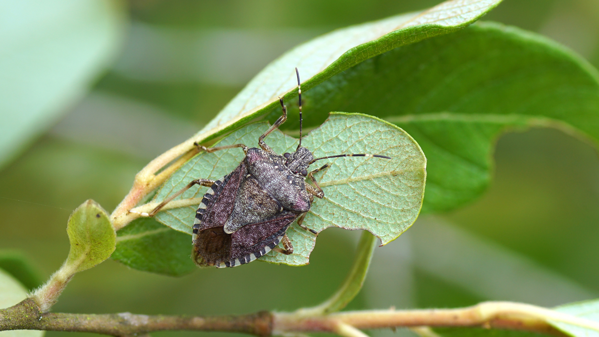 A bug is sitting on a green leaf on a tree branch.