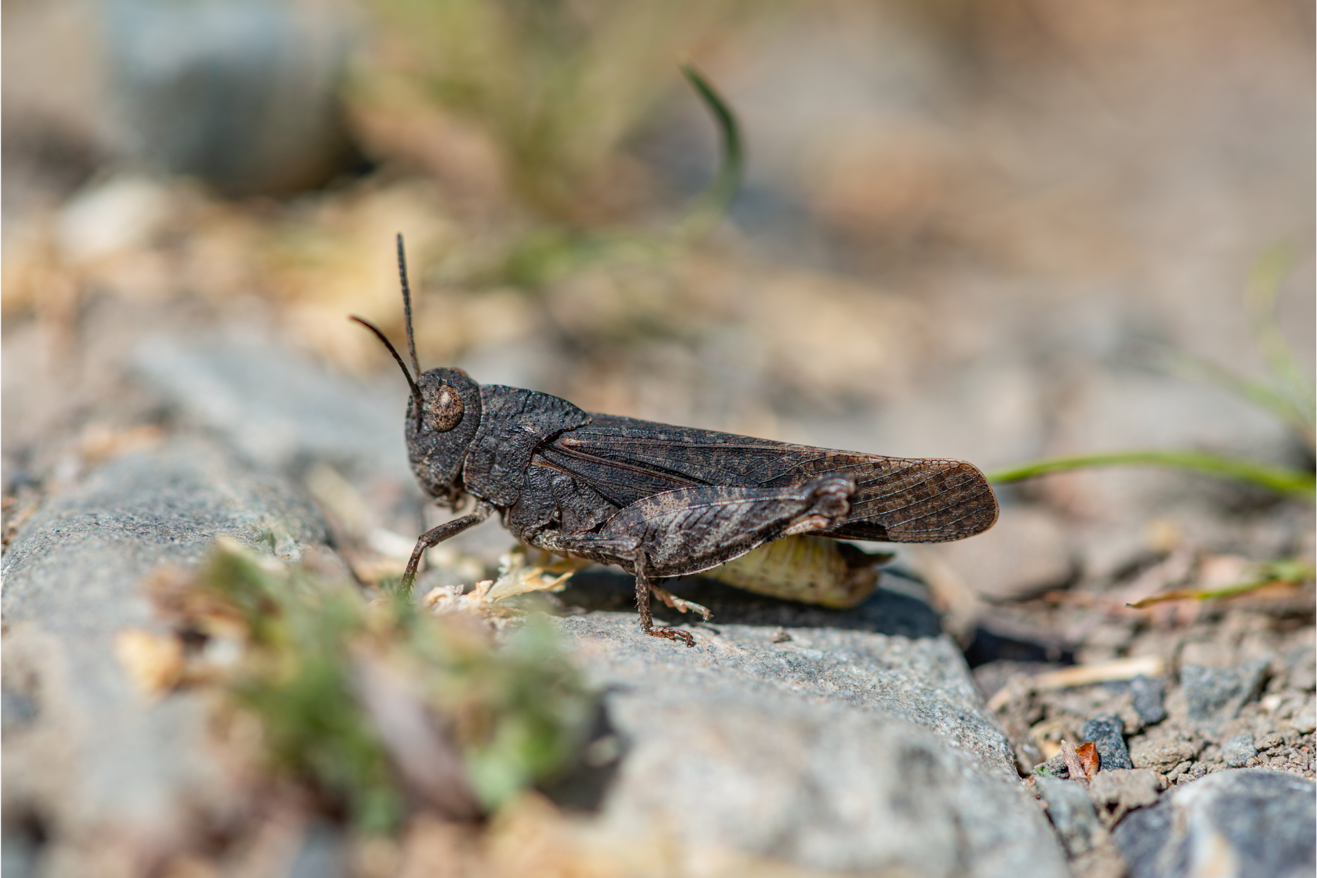 Dark brown grasshopper on a rocky surface, with green plants in the foreground.