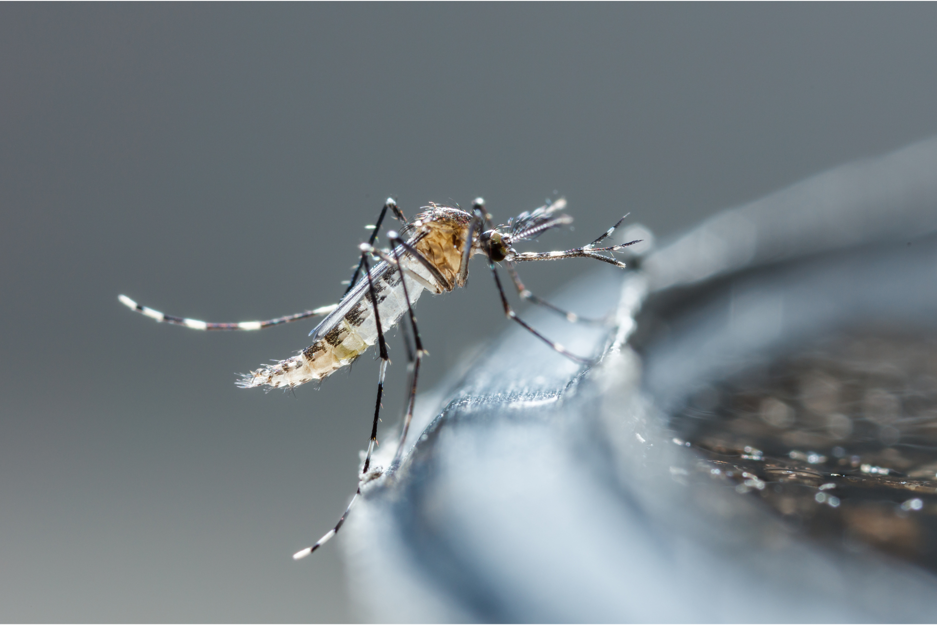 A mosquito with distinct white bands on its legs and body resting on a smooth, dark surface against a blurred background.