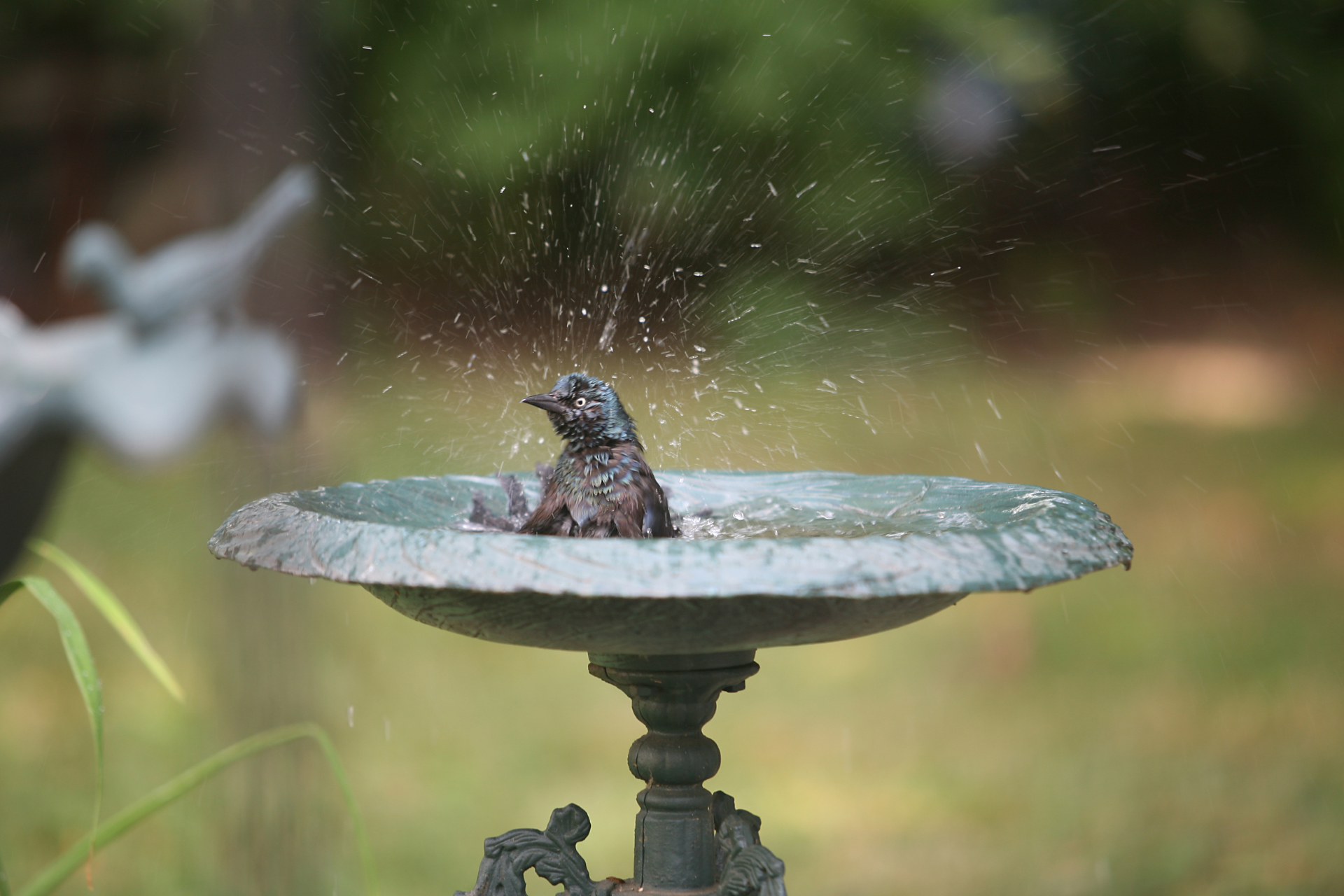 Small bird in a stone birdbath, splashing water with a blurred garden background