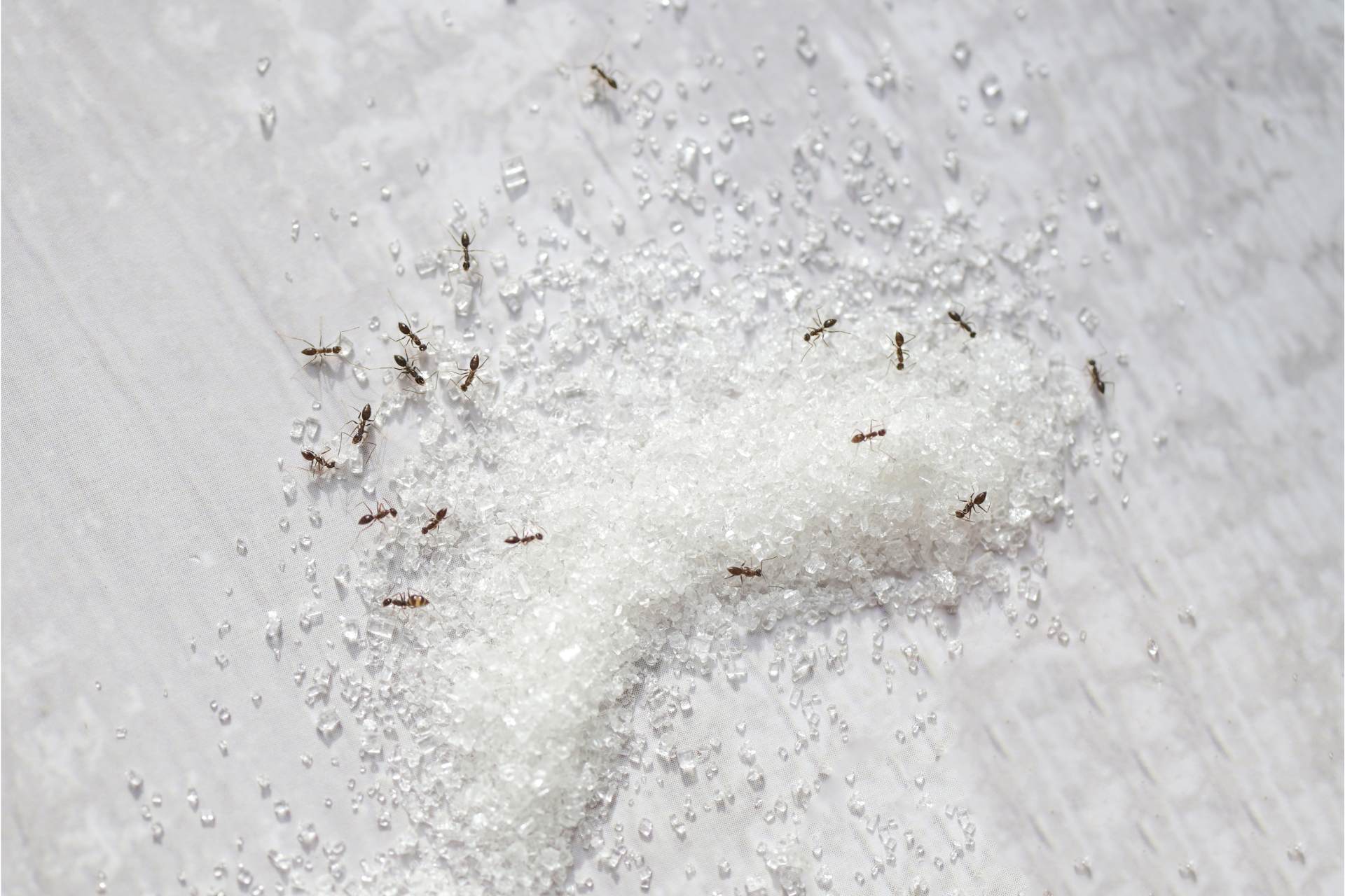 Ants are crawling on a pile of sugar on a table.