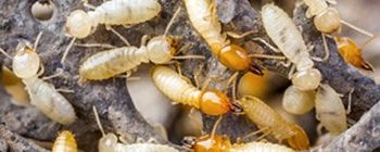 termite prevention