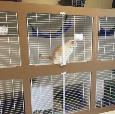 all creatures boarding